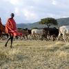 Bringing in the Herd (thumbnail image)