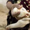 Chicks (thumbnail image)