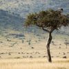 Vulture and Wildebeests (thumbnail image)