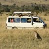 Safari (thumbnail image)