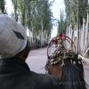 Donkey Cart Taxi (thumbnail image)