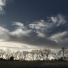 Trees at sunset in Bells Bend Park, Nashville, TN (thumbnail image)