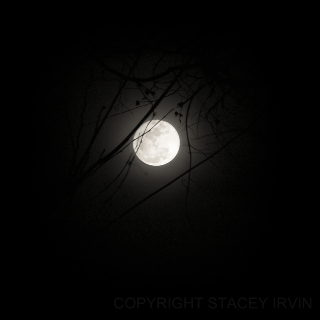 Full perigree moon on March 19, 2011 from Nashville, Tennessee.