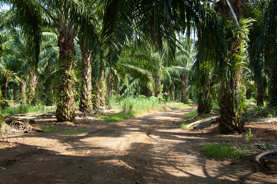 The view along a road in the middle of the plantation.
