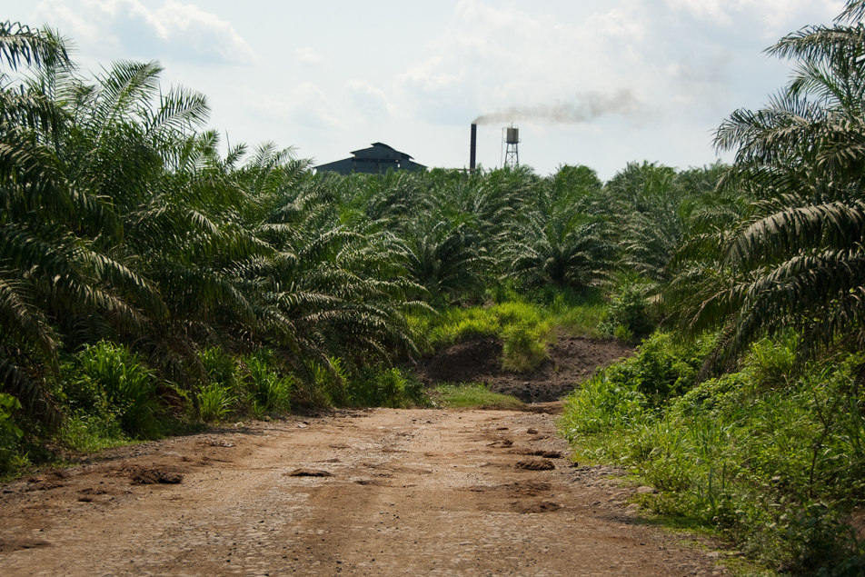 African palm oil is processed here for use as cooking oil and biofuel.