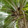 African Palm (detail) (thumbnail image)
