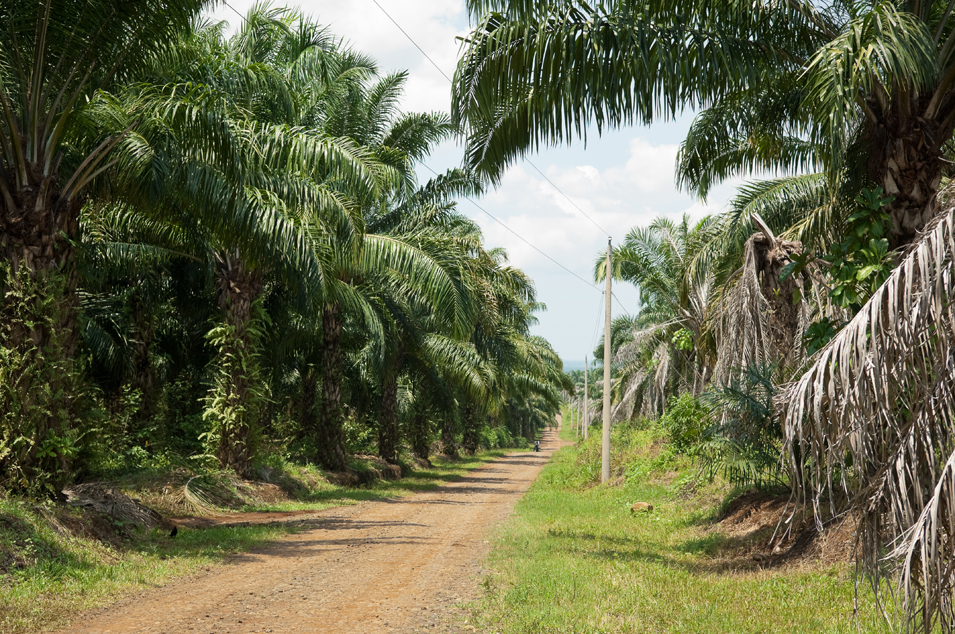 The beginning of the long road to La Ayuda, a small farming community that is now completely surrounded by a huge african palm plantation.