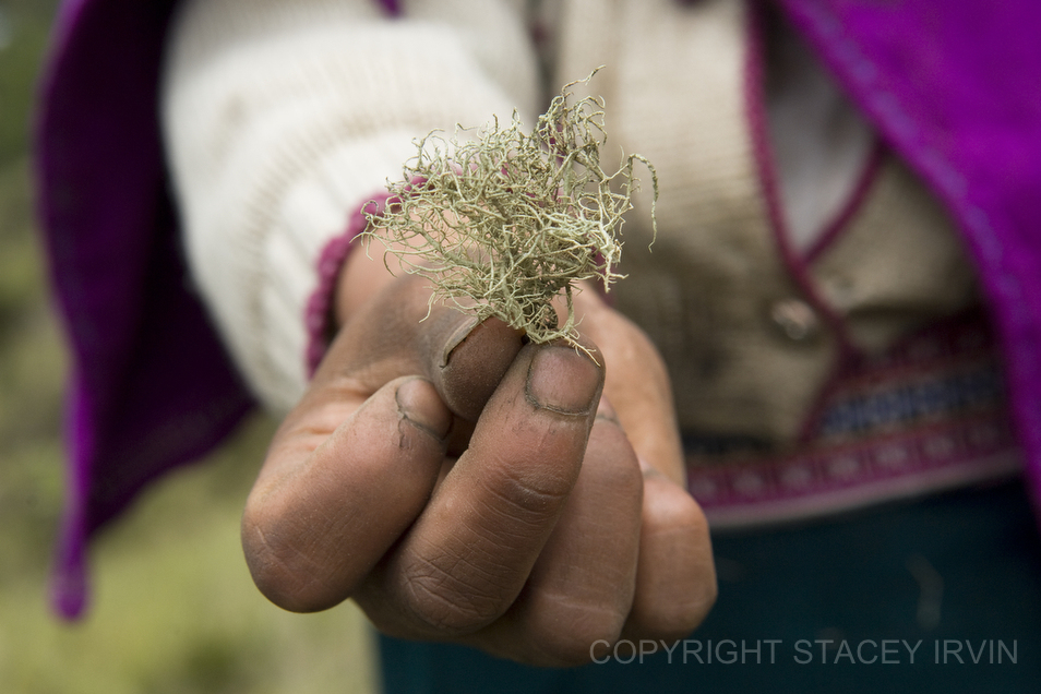 Every Christmas children scramble up a very steep trail to pick moss from a specific area of rocks that cling to the hillside. Gloria held a sample of moss and explained that it is used in the nativity scene at the church. There is stiff competition to collect the most moss. Some of the bigger kids even take moss from the younger children!