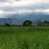 Sugar Cane (thumbnail image)