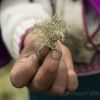 Nativity Moss (thumbnail image)