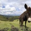 Burro (thumbnail image)