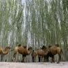 Bactrian Camels (thumbnail image)