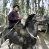 Horse Test (thumbnail image)