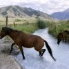Wild Land (thumbnail image)