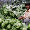 Portrait with Cabbage