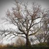 Eastern Cottonwood