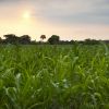 Second Harvest Sunset