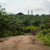 African Palm Processing Plant