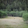 The Elk Herd Scatters