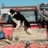 Fritz in Maynard's Truck