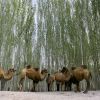 Bactrian Camels